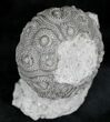 Nenoticidaris Fossil Urchin On Limestone Pedastal #23941-1
